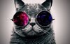 Cute-cat-with-sunglass-very-cool_1920x1200.jpg