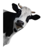 holstein-friesian-cattle-stock-photography-dairy-cattle-grazing-funny-animals-ecbd7cb72cc595b4...png