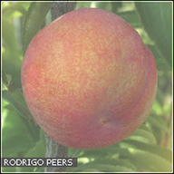 Rodriga_Peers