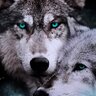 Maik_Cox